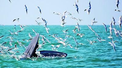 与鲸类共享蔚蓝大海
