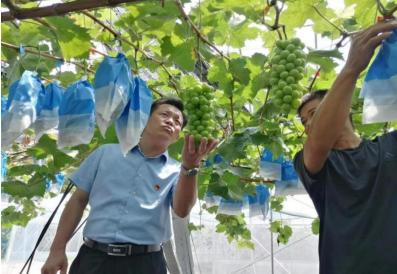 蒙城漆园街道：小葡萄串起致富梦