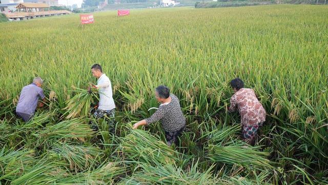 四川自贡沿滩新品种水稻“品香优秱珍”喜获丰收 平均亩产达722.17公斤