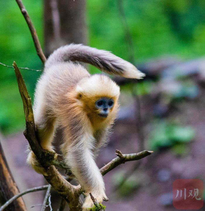 绵阳平武：萌态可掬 惹人喜爱的川金丝猴