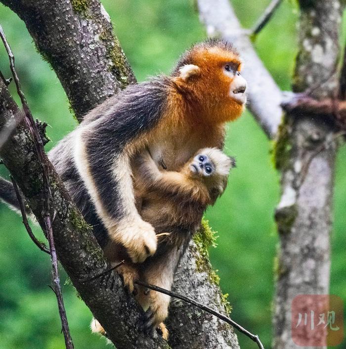 绵阳平武：萌态可掬 惹人喜爱的川金丝猴