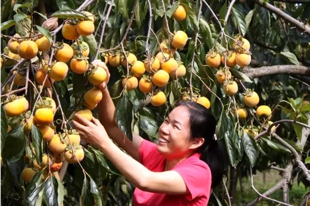 广西来宾市武宣县市场监管局助力“武宣牛心柿”团体标准发布实施