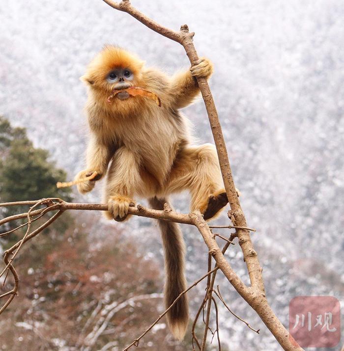 绵阳平武：萌态可掬 惹人喜爱的川金丝猴