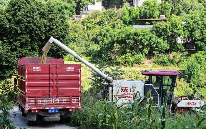 高清大图丨重庆永川：机械化作业为水稻收割按下快进键