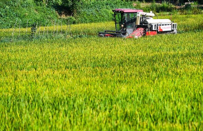 高清大图丨重庆永川：机械化作业为水稻收割按下快进键