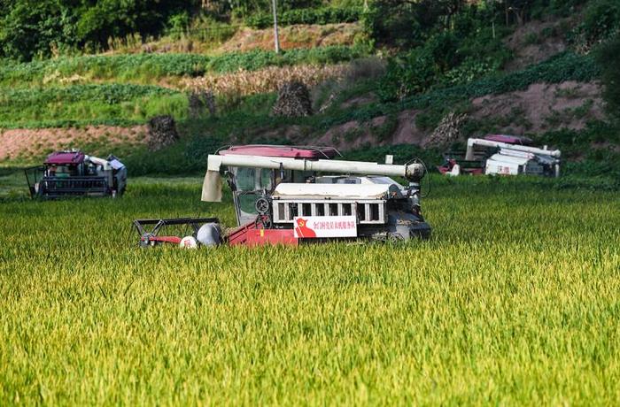 高清大图丨重庆永川：机械化作业为水稻收割按下快进键