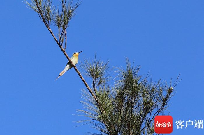 全国生态日，来看海南工程项目中的生态“微”场景