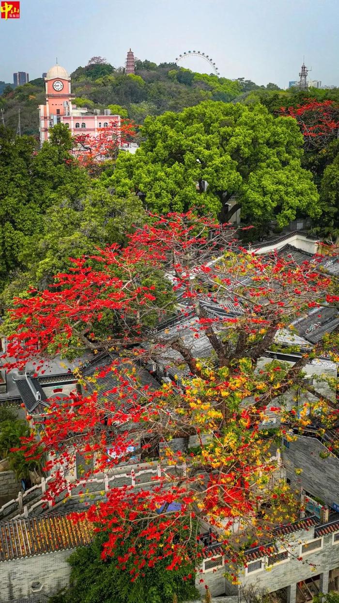 高水平规划、高效率推进香山古城活化 力争步行街改造明年“五一”前全面开放