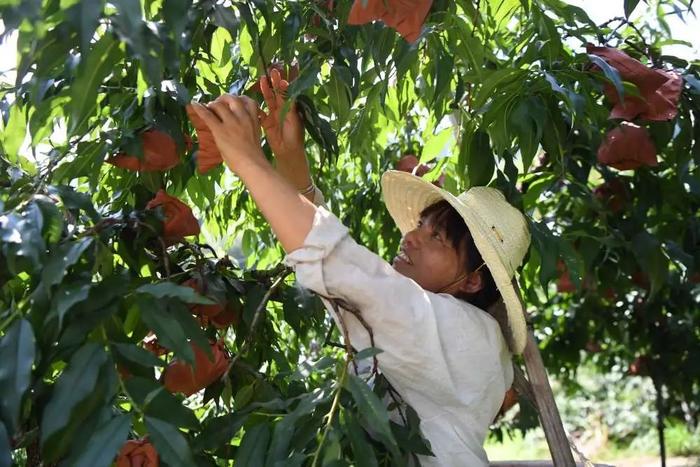 风吹稻花香！《新华每日电讯》关注南县早稻丰收