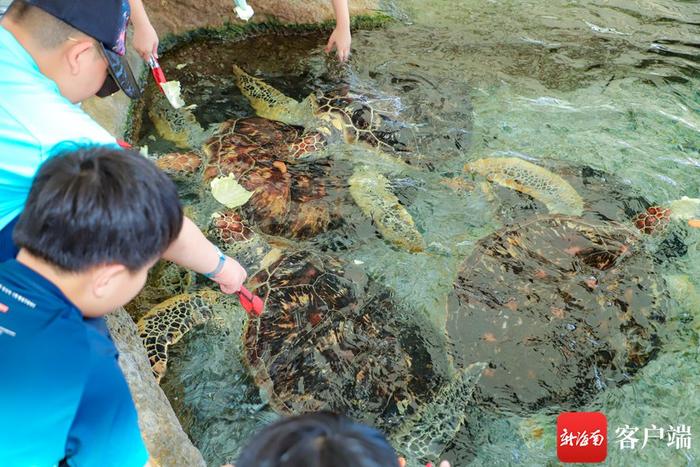 南国小记者将走进海南海洋欢乐世界度假区 开启一场梦幻海洋之旅