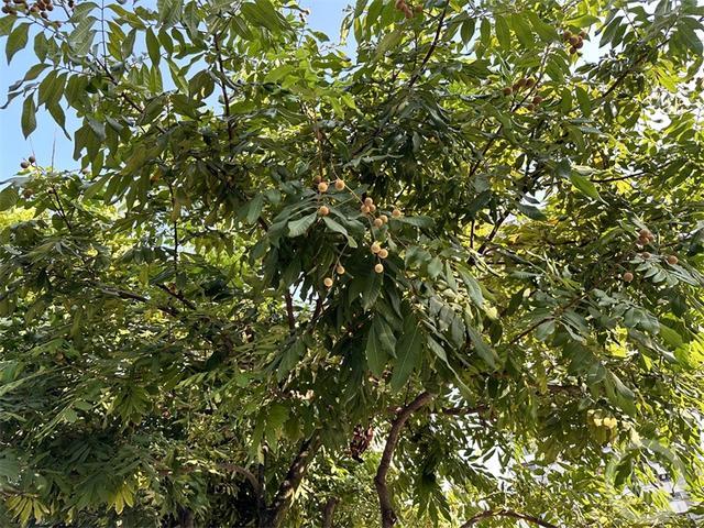 绿化带果树上的水果能吃吗？相关部门：果树“很受伤”，果实不宜食用！