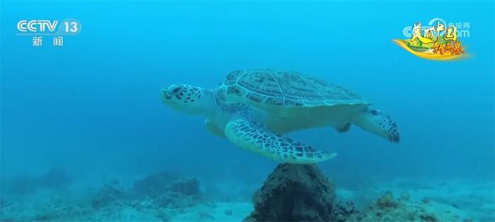 我国海洋生物多样性保护取得显著成效 部分珍稀物种频繁现身