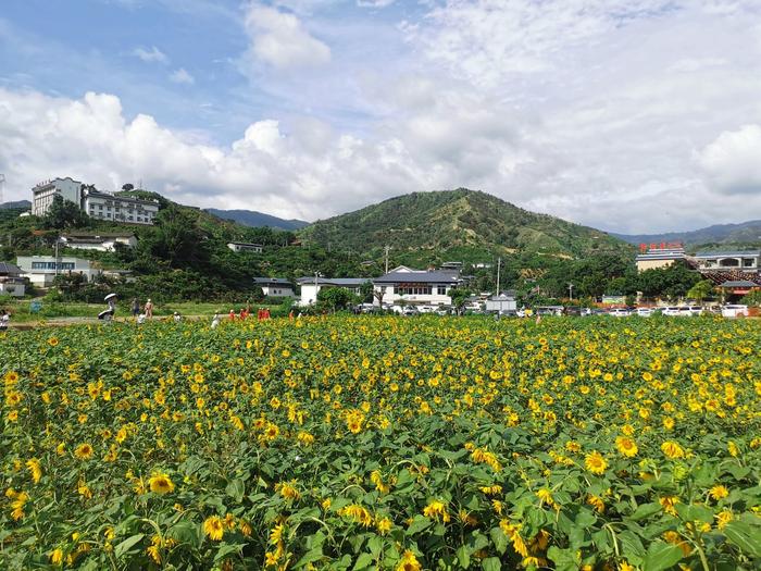 市州观察丨红旗沟里树起示范“红旗”，攀枝花积极探索小流域水土保持治理示范建设