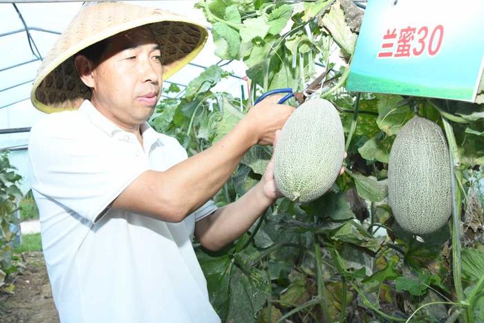 河南洛阳嵩县：菌瓜轮作“落”地生金