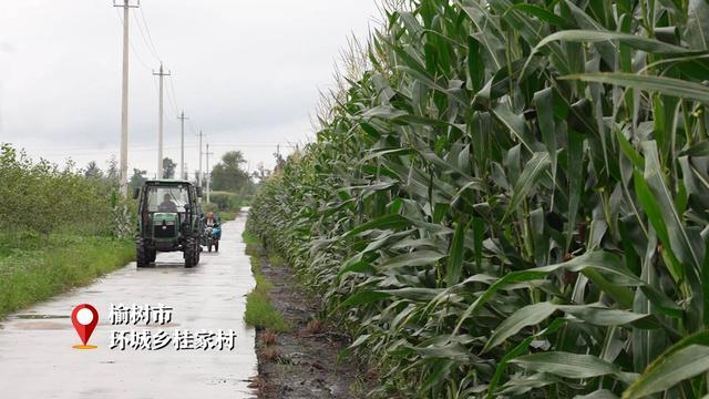 新华视点｜因灾施策、复产稳产——吉林产粮大县十村镇探访记