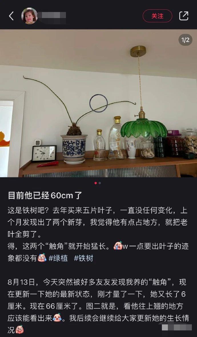 如何把一块普通的肉吃出价值不菲的效果？给我看饿了哈哈哈哈