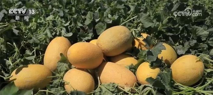 新疆五家渠市4万余亩沙漠甜瓜喜获丰收 市场价好于往年