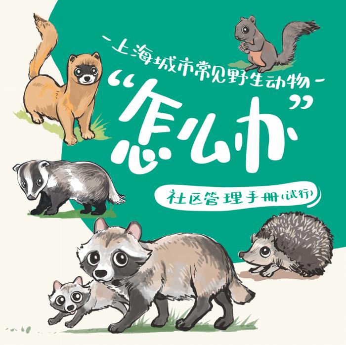 上海近300个小区和国家二级保护动物住在一起，它们越来越多我们该怎么办？