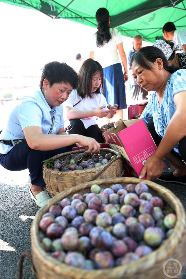 重庆黔江：脆红李甜了“云采摘”