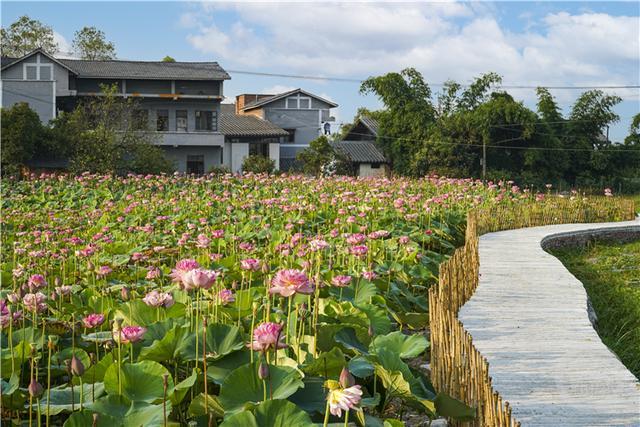 美丽重庆⑨丨治乡：云雾花涧 打造巴蜀美丽庭院示范样板