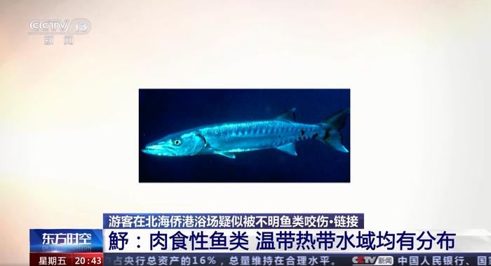 广西北海咬伤游客的不明生物是什么？被海洋生物咬伤后，第一时间该如何处理？专家解答