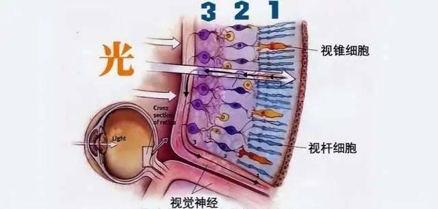 人眼“像素”高达5.76亿，真的是进化出来的吗？