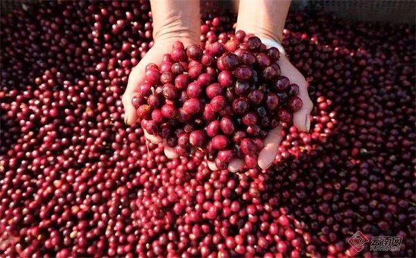 计划投资1.3亿元，普洱市景谷县引进精品咖啡庄园项目