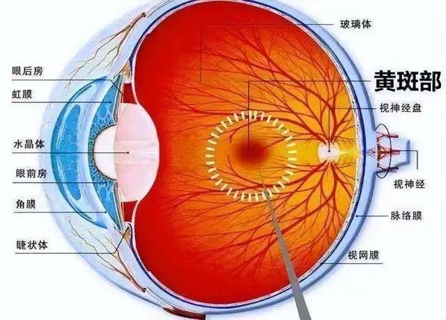 人眼“像素”高达5.76亿，真的是进化出来的吗？