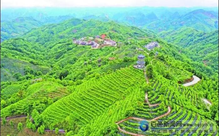 绿意氤氲茶飘香——百色市大力推进农业特色产业发展之茶叶篇