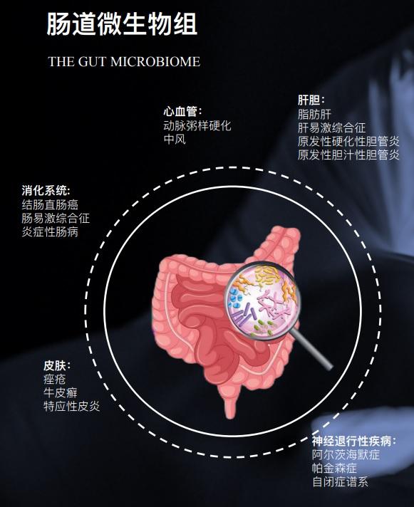 瞄准炎症性肠病和糖尿病，智能微生物组联合实验室研发“活体生物药”