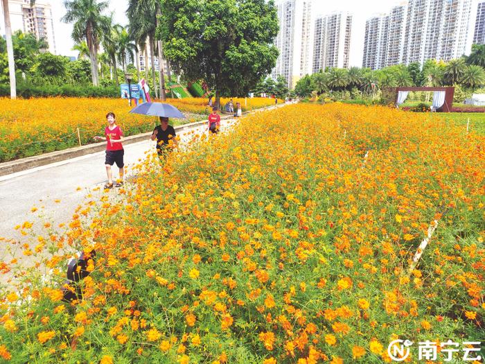 邕城初秋花色美 花卉公园25万株硫华菊竞相绽放