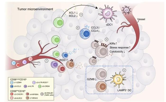 Cell | 张泽民/彭慧合作通过大规模整合生物信息分析揭示泛癌种自然杀伤细胞异质性