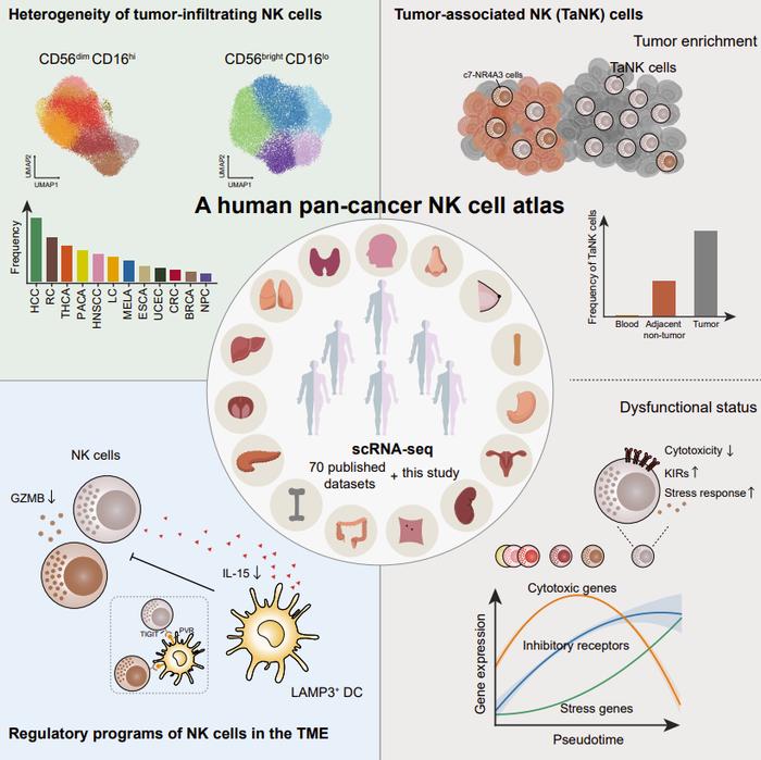 Cell | 张泽民/彭慧合作通过大规模整合生物信息分析揭示泛癌种自然杀伤细胞异质性