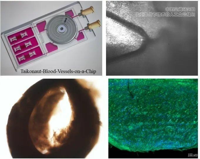 全球首次！太空血管组织芯片完成长期微重力条件下的培养实验