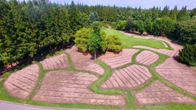 滨江森林公园秋季花海上新，超7500㎡波斯菊即将登场