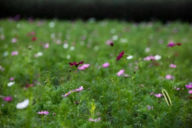 滨江森林公园秋季花海上新，超7500㎡波斯菊即将登场