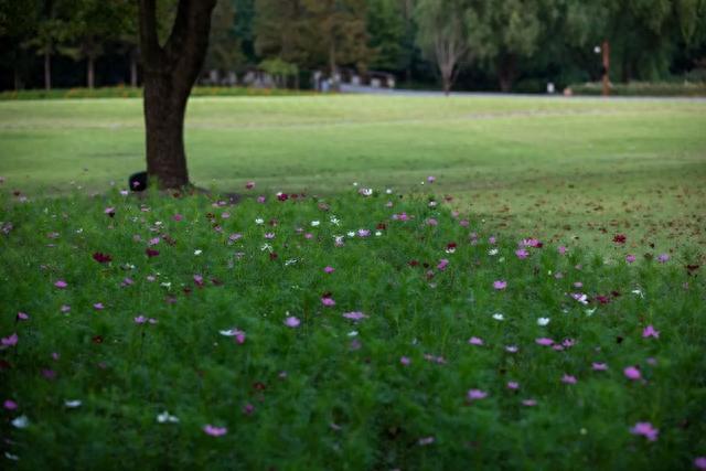 滨江森林公园秋季花海上新，超7500㎡波斯菊即将登场