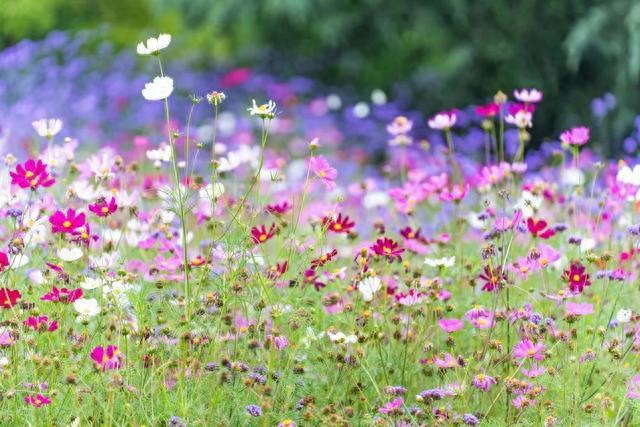 滨江森林公园秋季花海上新，超7500㎡波斯菊即将登场