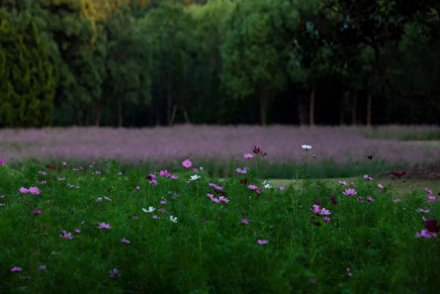 滨江森林公园秋季花海上新，超7500㎡波斯菊即将登场