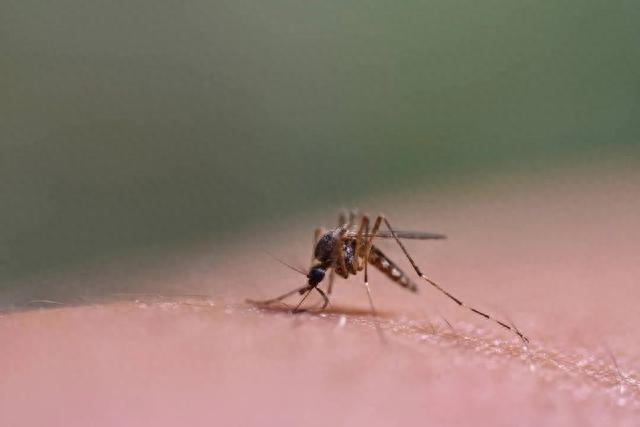 为什么秋天蚊子咬人更狠？