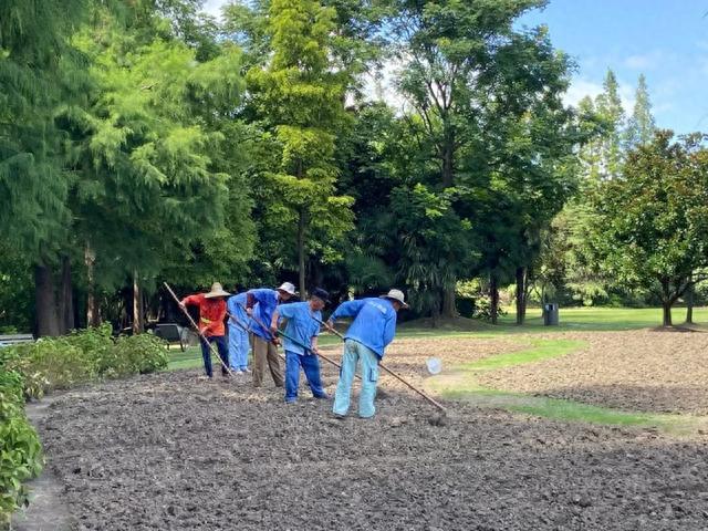 滨江森林公园秋季花海上新，超7500㎡波斯菊即将登场