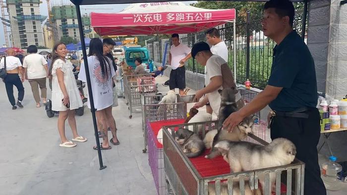 邢台市宠物花卉市场搬家了！地址就在...