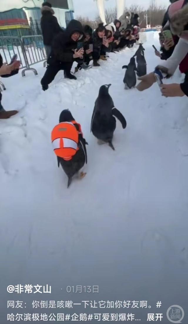 场馆内雪太少企鹅走路打滑？哈尔滨极地公园：模拟南极场景铺的冰片
