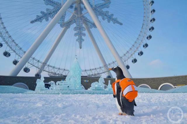 场馆内雪太少企鹅走路打滑？哈尔滨极地公园：模拟南极场景铺的冰片