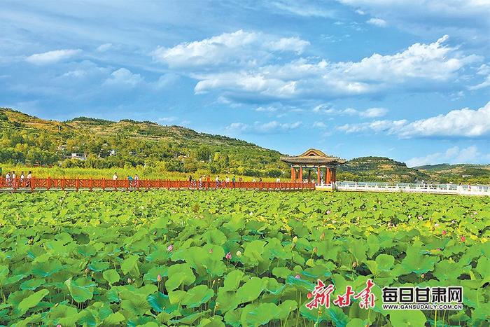 【图片新闻】国家4A级旅游景区西和县晚霞湖的荷花近日次第开放