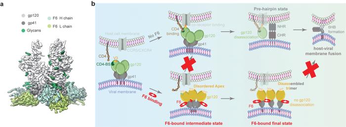 Nat Commun | 杨贝/邵一鸣合作揭示HIV-1流行重组亚型的Env蛋白结构与免疫识别特征