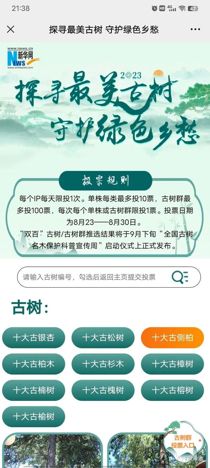 @三门峡人 快来为渑池这棵3700年树龄的黛眉古柏投票！