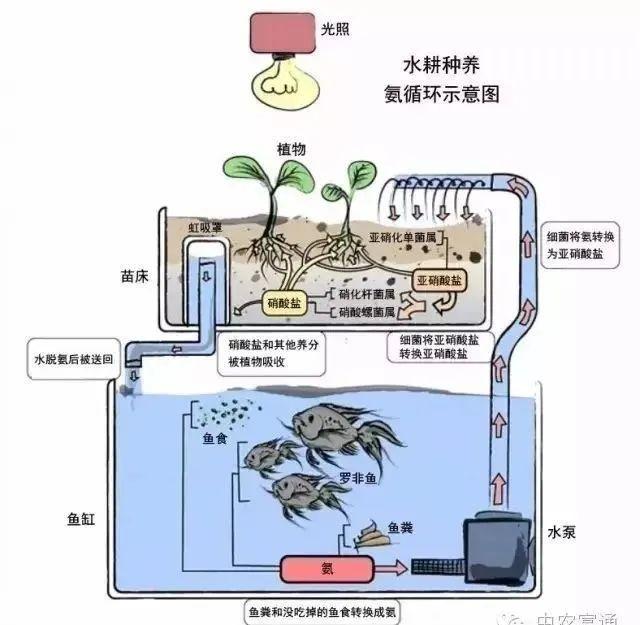 【农业模式】什么是鱼菜共生？有哪些发展模式？