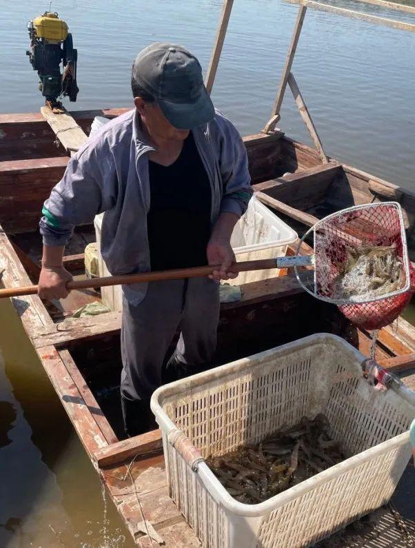 开海在即！天津这个又鲜又甜的海味，上市啦！