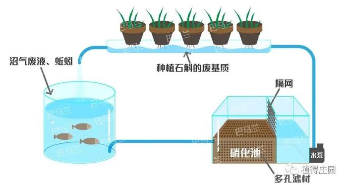 【农业模式】什么是鱼菜共生？有哪些发展模式？